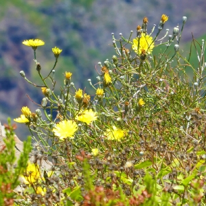 Madeira