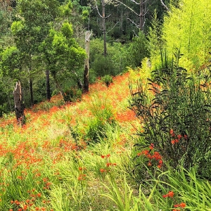 Madeira