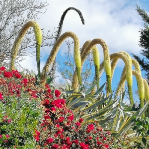 Madeira