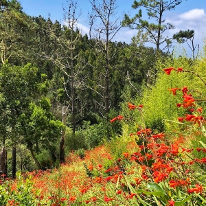 Madeira