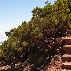 Madeira