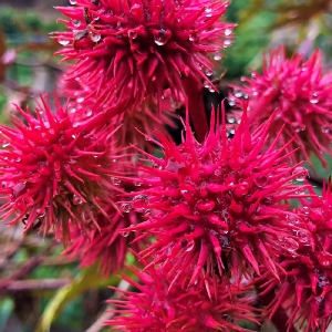 Madeira