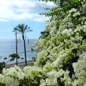 Madeira