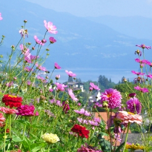 Sommer am Millstätter See