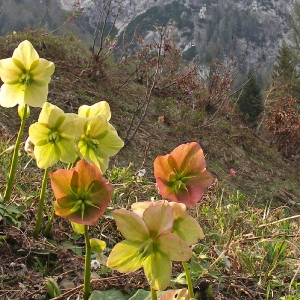 Sommer am Millstätter See