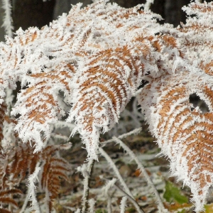 Winter am Millstätter See